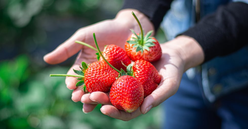 Les fraises